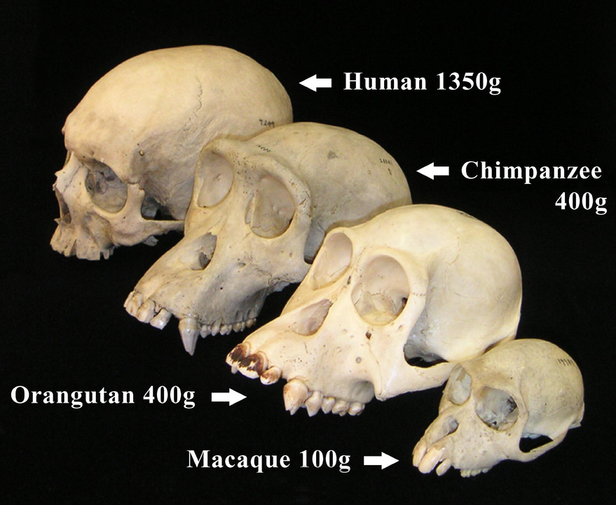 Four different primate skulls - human, chimpanzee, orangutan, and macaque.