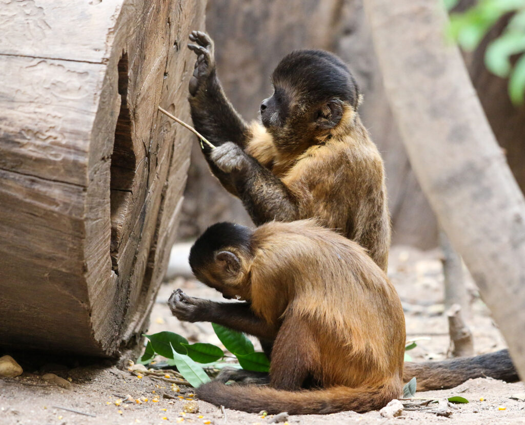 Two Capuchin monkeys using tools