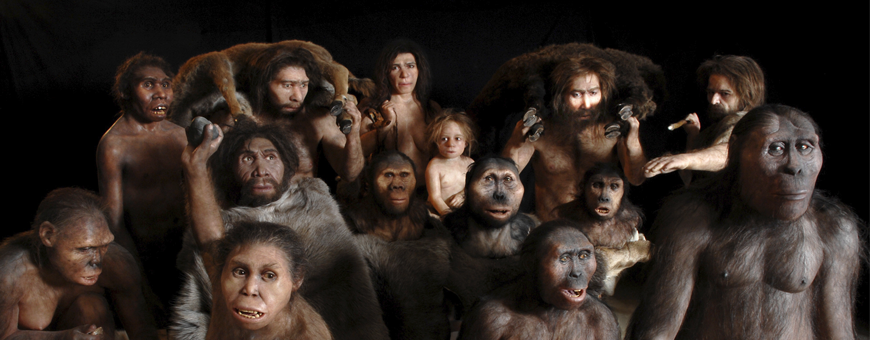 Artist reconstructions of many different hominin species including modern humans. 