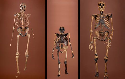 Three hominin skeleton comparisons, Homo erectus, Australopithecus afraensis, and Neanderthal. Modern humans are also hominins. 