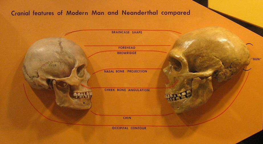 Comparing a Neanderthal and a modern human skull in profile.