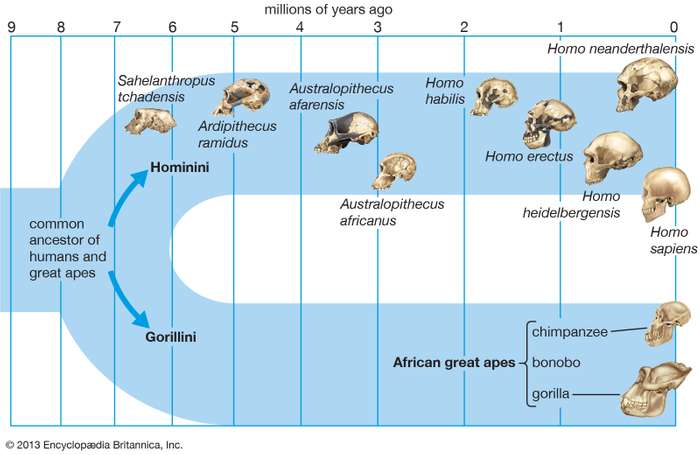 Divergence of the human and ape lineages. Modern humans are the last hominins. 