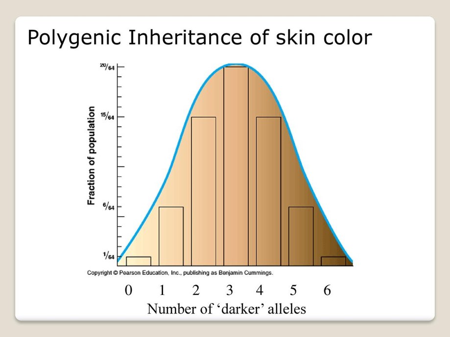 An example of a continuous trait using skin color. Continuous traits fall into a normal distribution rather than into discreet categories. 